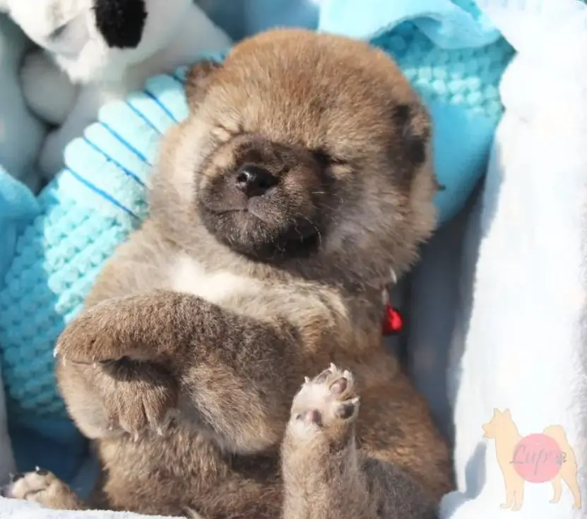 Cucciolo di 20 giorni