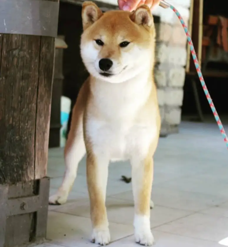 Mika