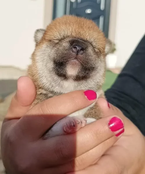 cucciolo 20 giorni